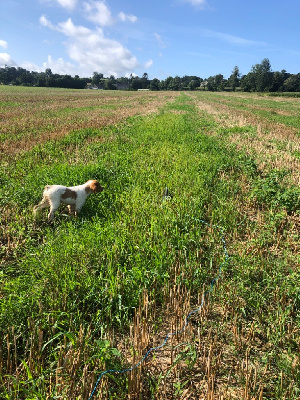 Les chiots de Epagneul Breton