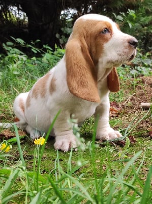 Les chiots de Basset Hound