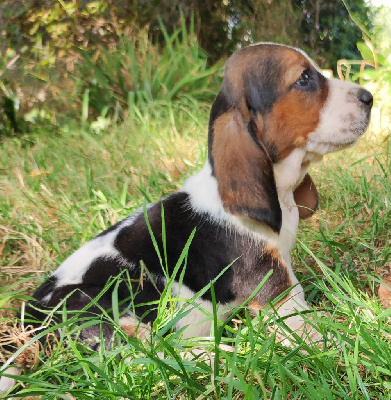 Les chiots de Basset Hound