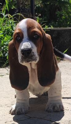 Les chiots de Basset Hound