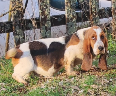 Basset Hound Lab Mix Chiots