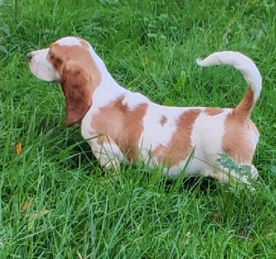 Les chiots de Basset Hound