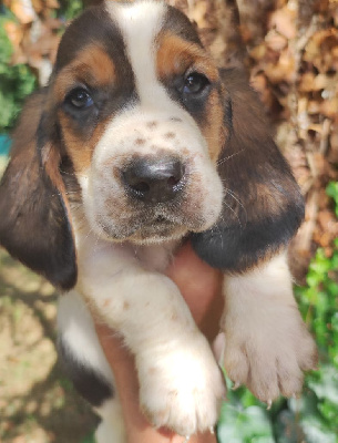 Les chiots de Basset Hound