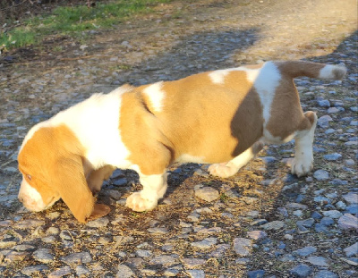 Basset Hound Lab Mix Chiots