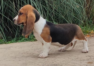 Les chiots de Basset Hound