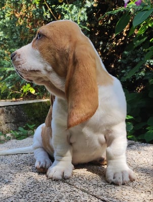 Les chiots de Basset Hound