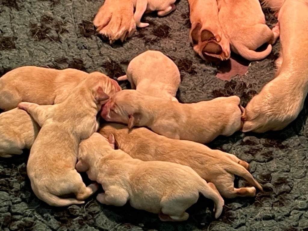 CHIOT - Labrador Retriever