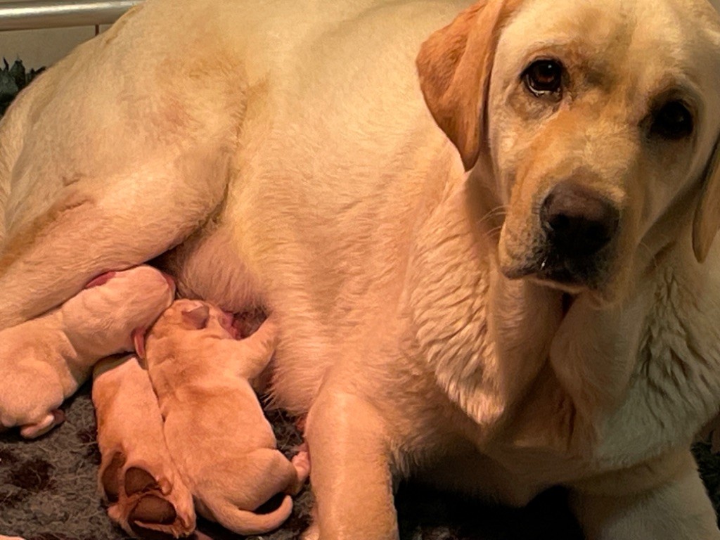 CHIOT - Labrador Retriever