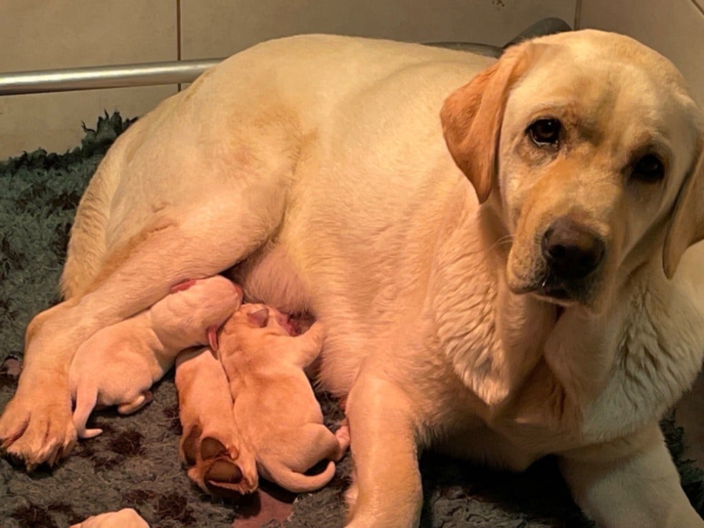 CHIOT - Labrador Retriever