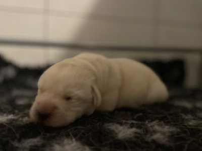 Les chiots de Labrador Retriever