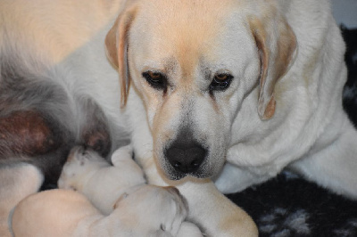 Les chiots de Labrador Retriever