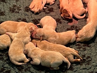 Les chiots de Labrador Retriever