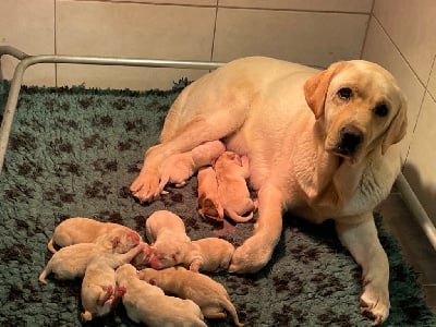 Les chiots de Labrador Retriever