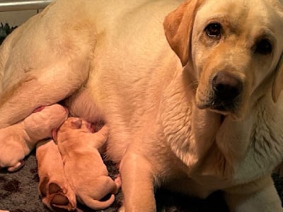 Les chiots de Labrador Retriever