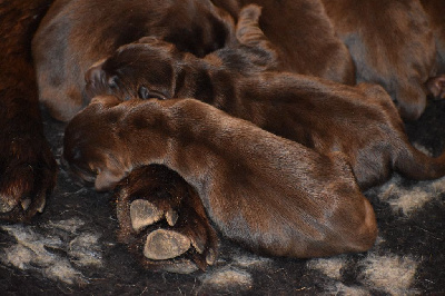 Les chiots de Labrador Retriever