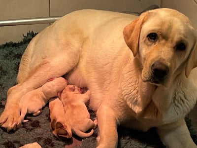 Les chiots de Labrador Retriever