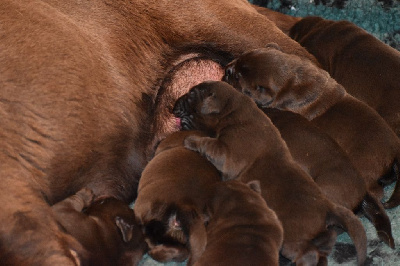 Les chiots de Labrador Retriever