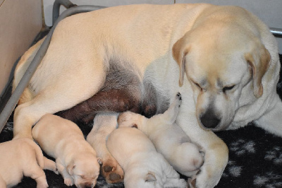 Les chiots de Labrador Retriever