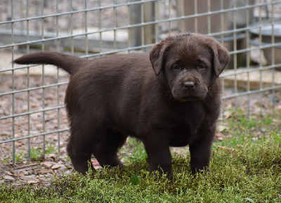 Les chiots de Labrador Retriever