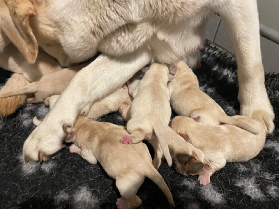 Les chiots de Labrador Retriever