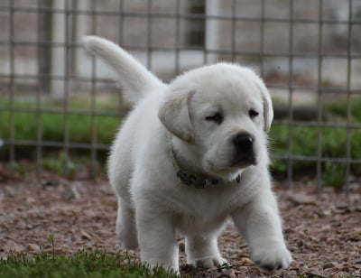 Les chiots de Labrador Retriever