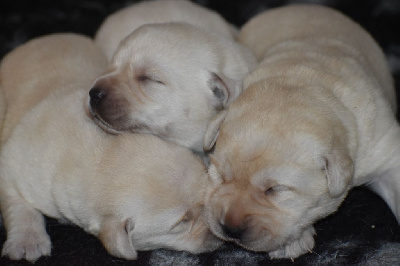 Les chiots de Labrador Retriever