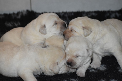 Les chiots de Labrador Retriever