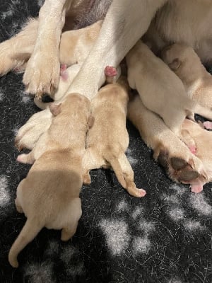 Les chiots de Labrador Retriever