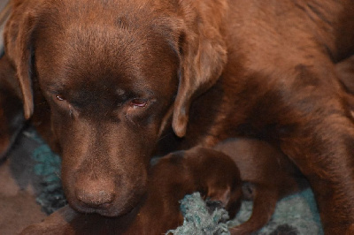 Les chiots de Labrador Retriever