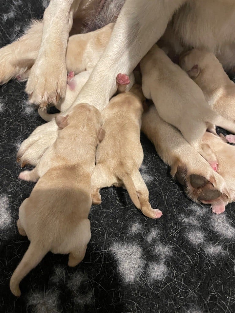 CHIOT - Labrador Retriever