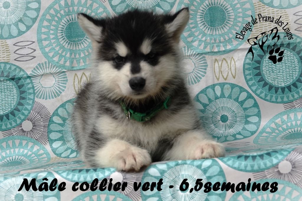 male vert - Alaskan Malamute