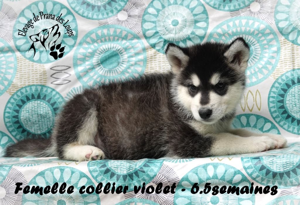 femelle violet - Alaskan Malamute