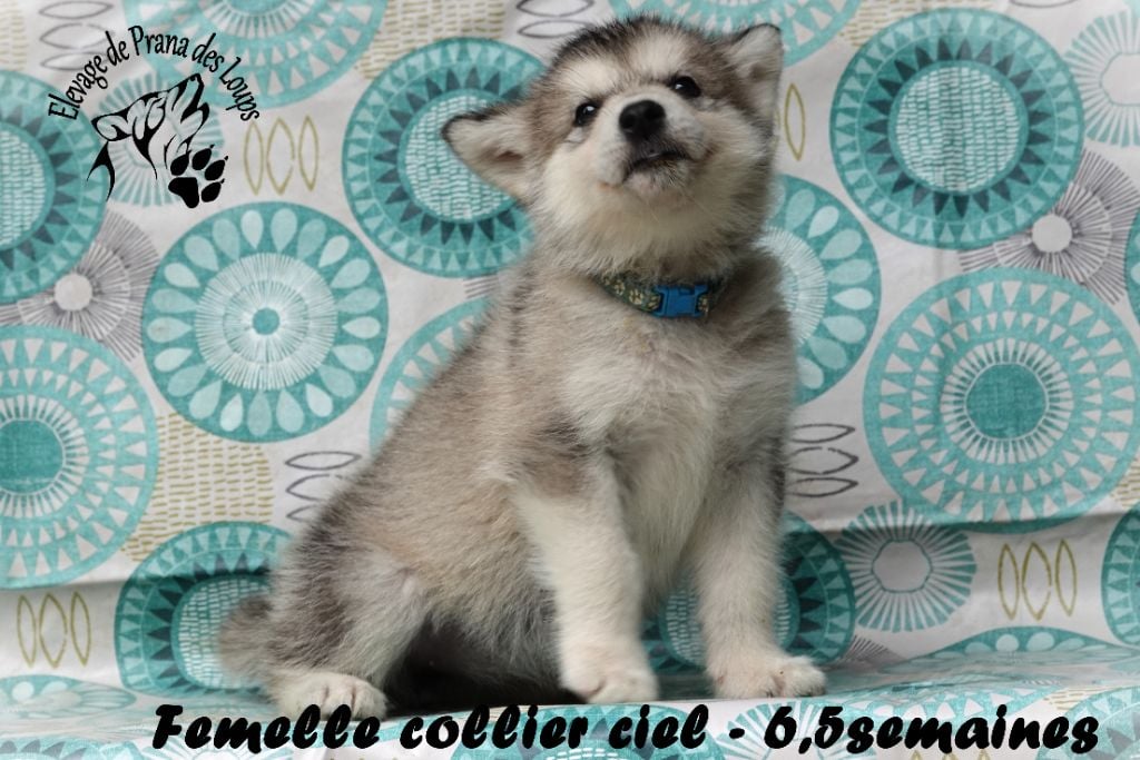 femelle ciel - Alaskan Malamute