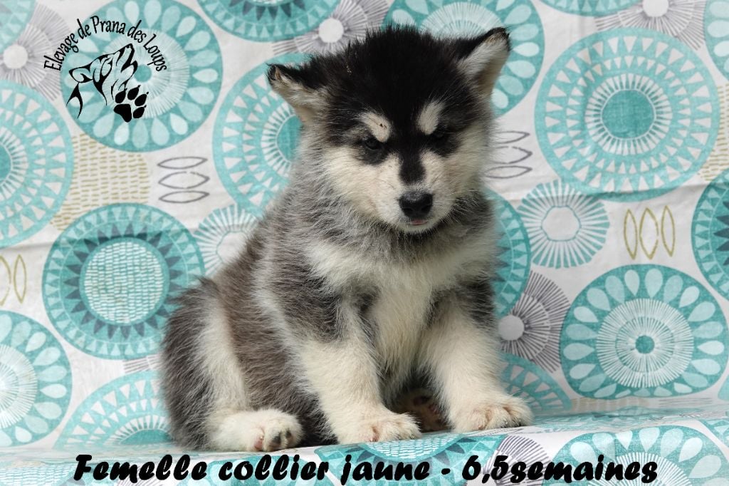 femelle jaune - Alaskan Malamute