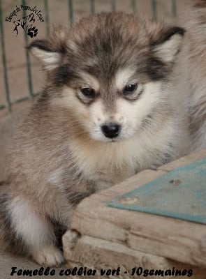 Les chiots de Alaskan Malamute