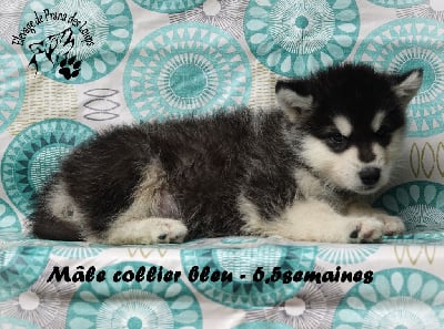 Les chiots de Alaskan Malamute