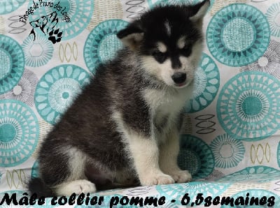 male pomme - Alaskan Malamute