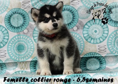 femelle rouge - Alaskan Malamute