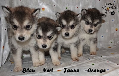 Les chiots de Alaskan Malamute