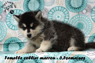 Les chiots de Alaskan Malamute