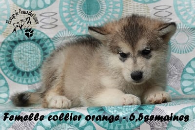 Les chiots de Alaskan Malamute