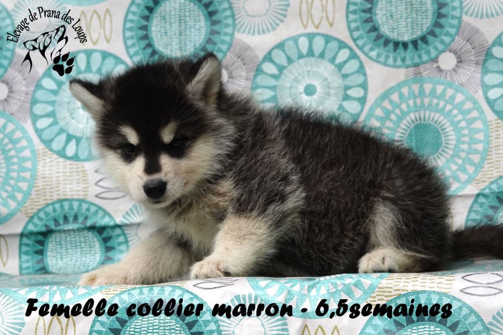 femelle marron - Alaskan Malamute