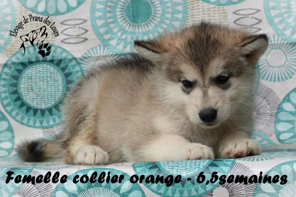 femelle orange - Alaskan Malamute