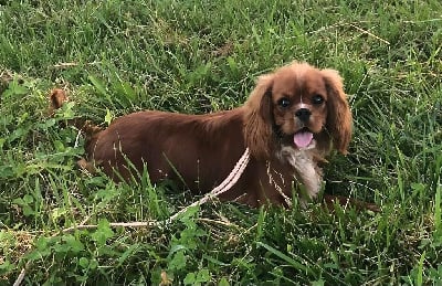 Les chiots de Cavalier King Charles Spaniel