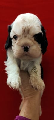 Les chiots de Cavalier King Charles Spaniel