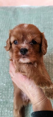 Les chiots de Cavalier King Charles Spaniel