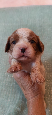 Les chiots de Cavalier King Charles Spaniel