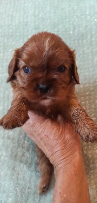 Les chiots de Cavalier King Charles Spaniel