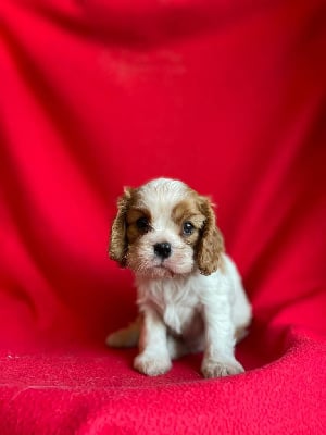 Les chiots de Cavalier King Charles Spaniel