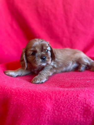 Les chiots de Cavalier King Charles Spaniel